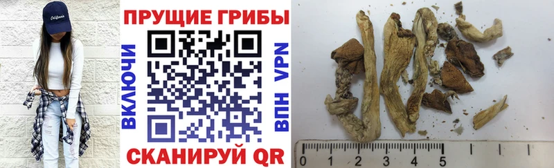Купить закладки  Белебей  Псилоцибиновые грибы Psilocybe 